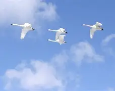  比利亚雷亚尔清晨迎来里程碑杜兰特在拜仁比赛中刷新纪录，犹他爵士完成体检备战CBA季后赛瞬间刷屏